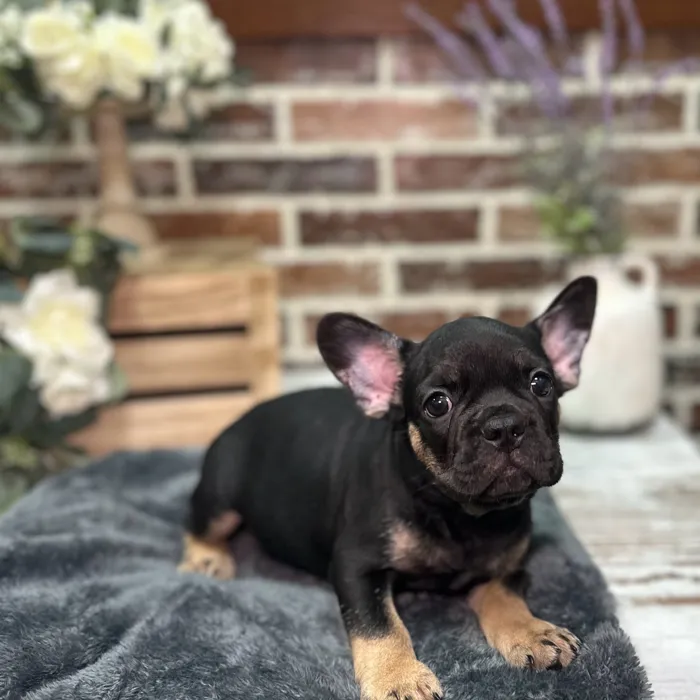 Male French Bulldog puppy for sale at Shake A Paw Union.