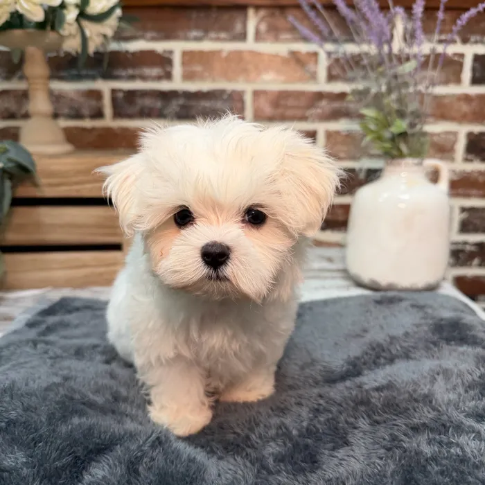Female Maltese puppy for sale at Shake A Paw Union.