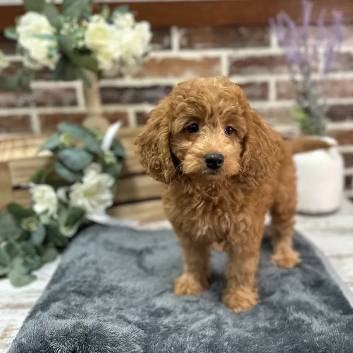 Male Mini Goldendoodle 2Nd Gen puppy for sale at Shake A Paw Union.