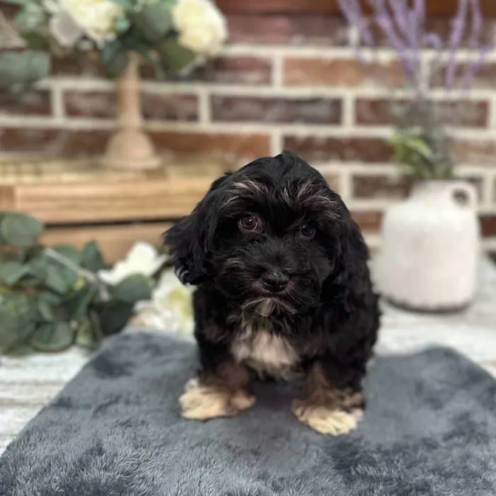 Female Havanese puppy for sale at Shake A Paw Union.