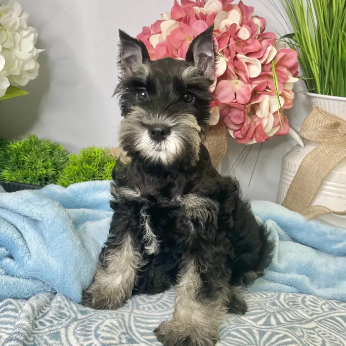 Female Mini Schnauzer puppy for sale at Shake A Paw Green Brook.