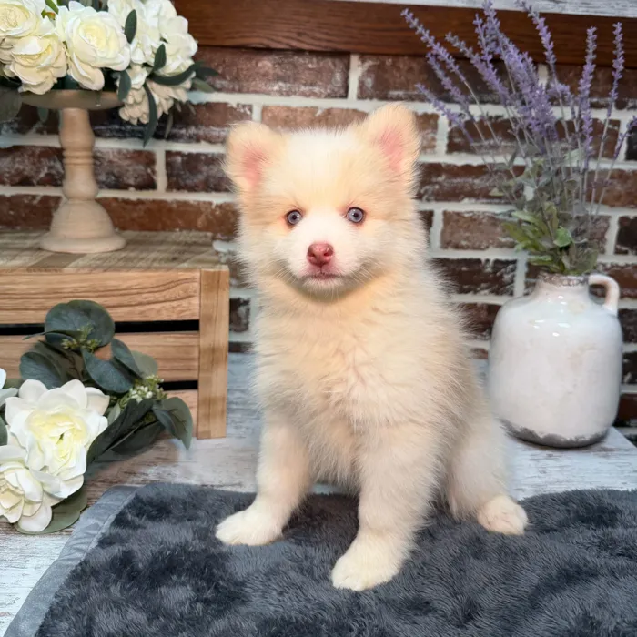 Female Pomsky puppy for sale at Shake A Paw Union.