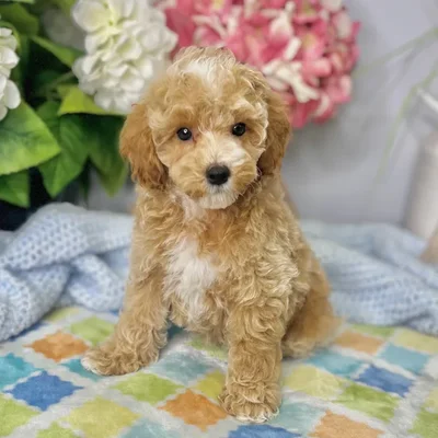 Female Cockapoo 2Nd Gen puppy for sale at Shake A Paw Green Brook.