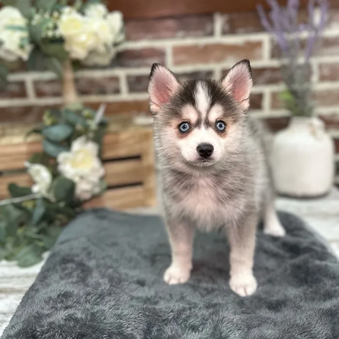 Male Pomsky 2Nd Gen puppy for sale at Shake A Paw Union.