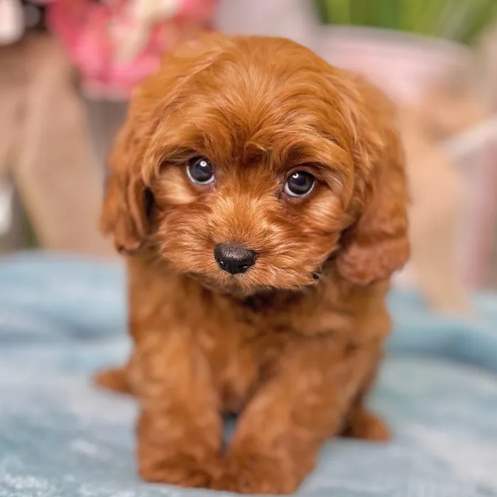 Male Cavapoo puppy for sale at Shake A Paw Green Brook.