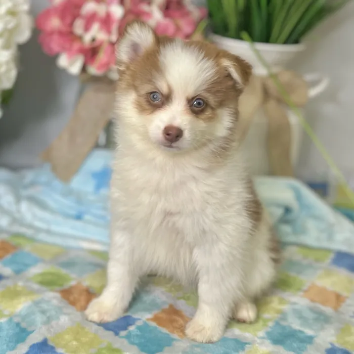 Female Pomsky 2Nd Gen puppy for sale at Shake A Paw Green Brook.