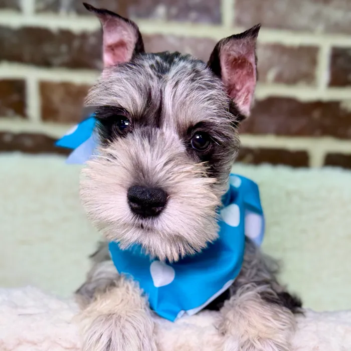 Male Mini Schnauzer puppy for sale at Shake A Paw Union.