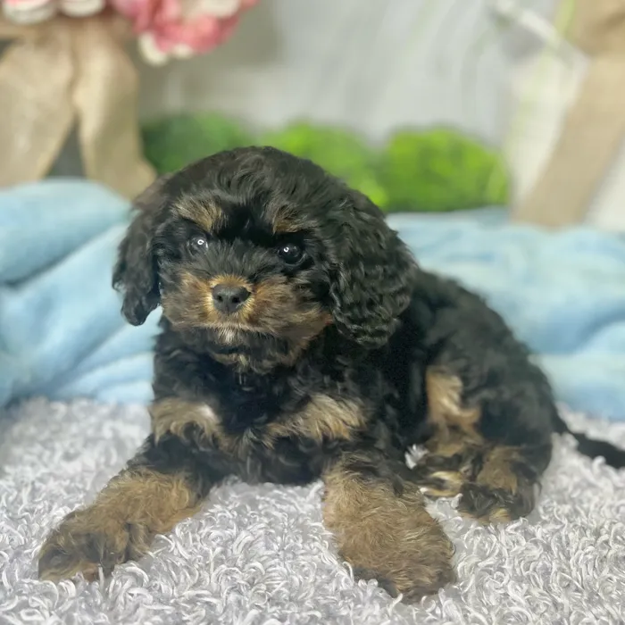 Male Cavapoo puppy for sale at Shake A Paw Green Brook.