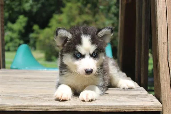 Female Pomsky 2Nd Gen puppy for sale at Shake A Paw Green Brook.