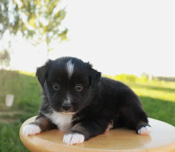 Male Mini Australian Shepherd puppy for sale at Shake A Paw Union.