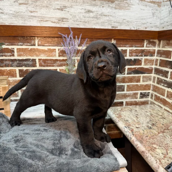 Male Labrador Retriever puppy for sale at Shake A Paw Union.
