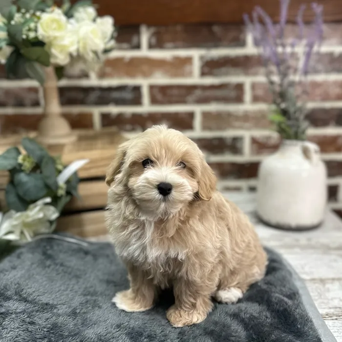 Female Maltipoo puppy for sale at Shake A Paw Union.