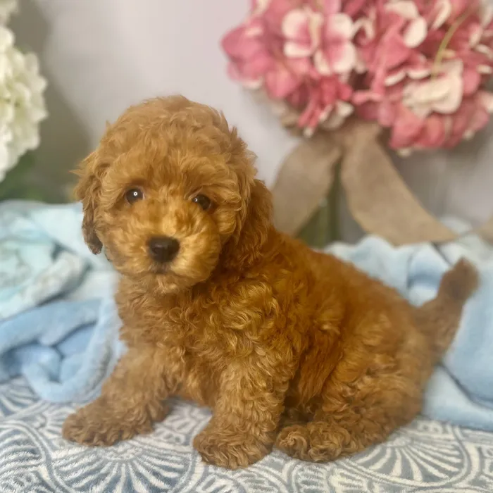 Male Bichon / Poodle puppy for sale at Shake A Paw Green Brook.
