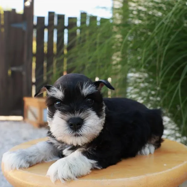 Male Mini Schnauzer puppy for sale at Shake A Paw Union.