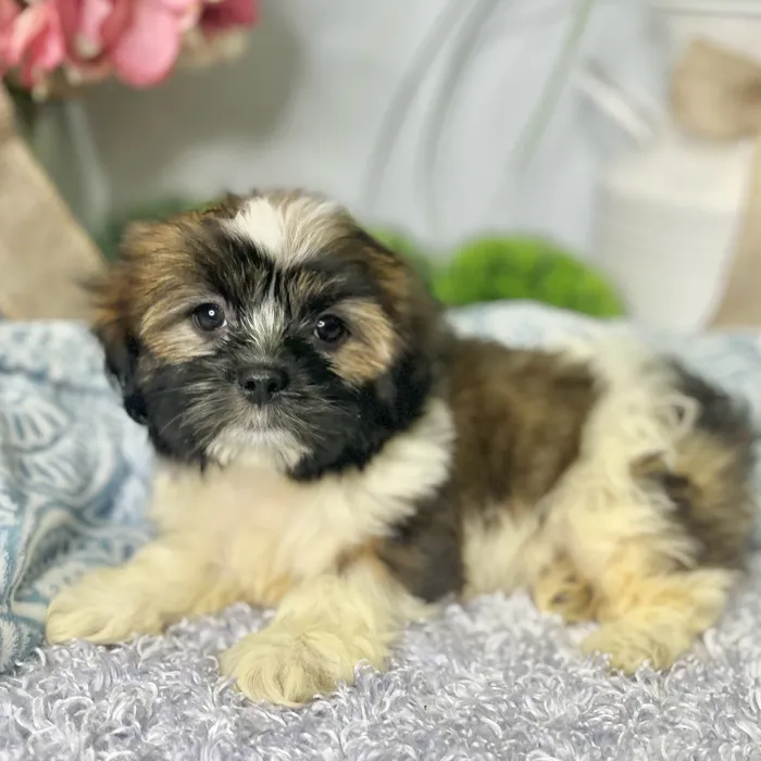 Female Havanese / Shih Tzu puppy for sale at Shake A Paw Green Brook.