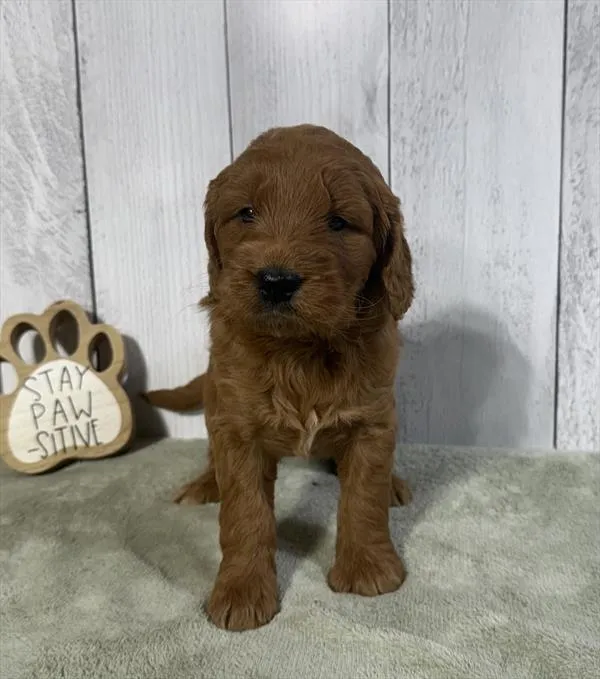 Female Mini Goldendoodle puppy for sale at Shake A Paw Union.