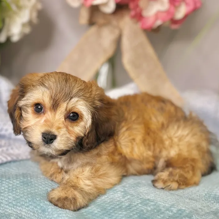 Female Cavachon puppy for sale at Shake A Paw Green Brook.