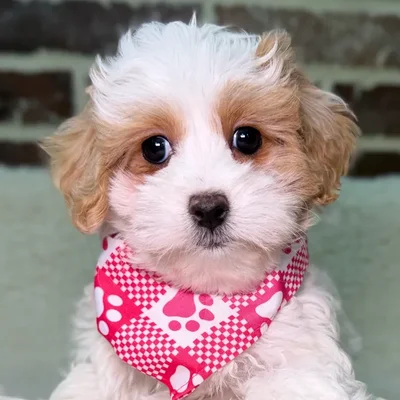 Female Maltipoo puppy for sale at Shake A Paw Union.