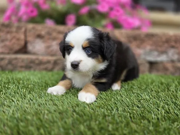 Male Mini Australian Shepherd puppy for sale at Shake A Paw Union.