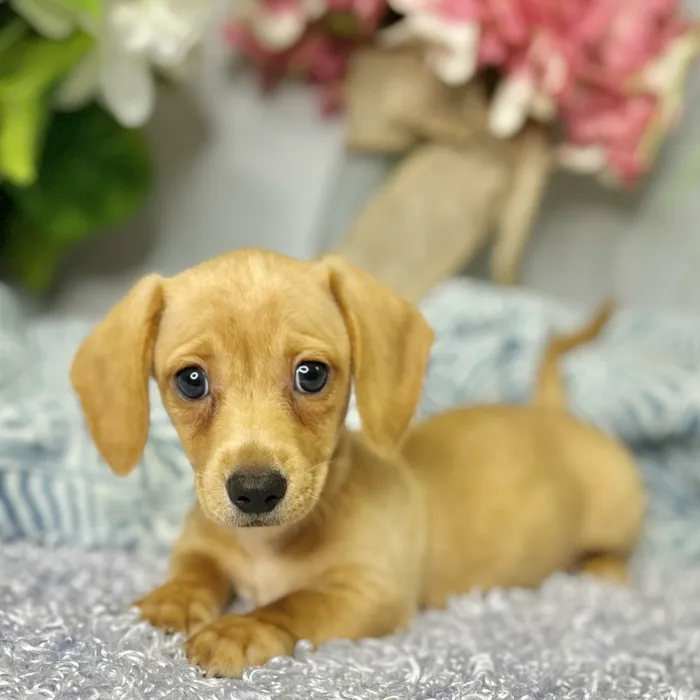 Male Dachshund puppy for sale at Shake A Paw Green Brook.