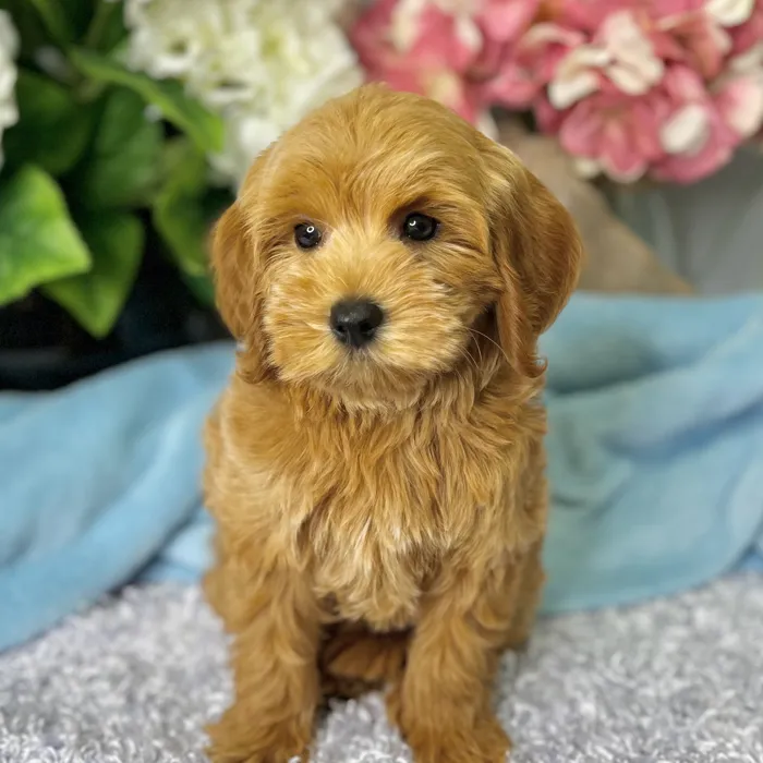 Male Mini Goldendoodle 2Nd Gen puppy for sale at Shake A Paw Green Brook.