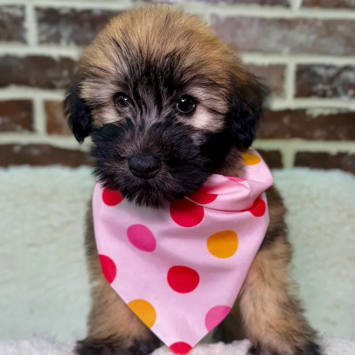 Female Soft Coated Wheaten Terrier puppy for sale at Shake A Paw Union.