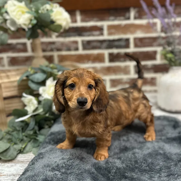 Male Dachshund puppy for sale at Shake A Paw Union.