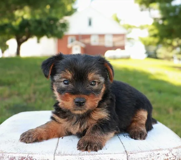 Male Yorkshire Terrier puppy for sale at Shake A Paw Union.