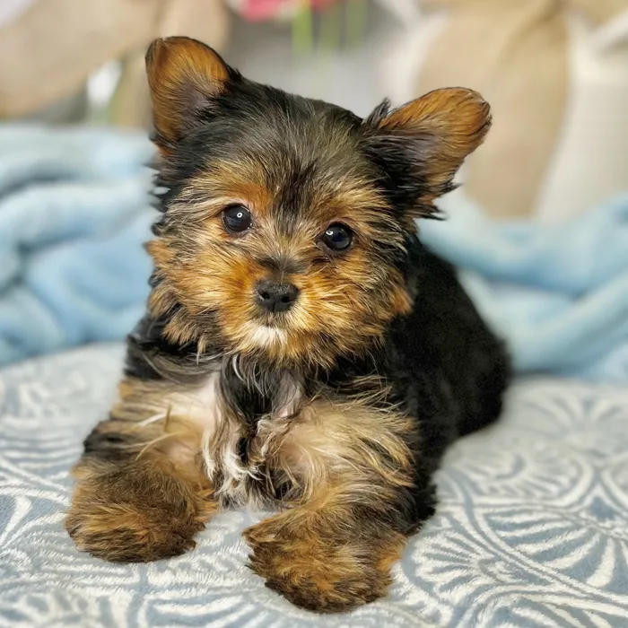 Female Yorkshire Terrier puppy for sale at Shake A Paw Green Brook.