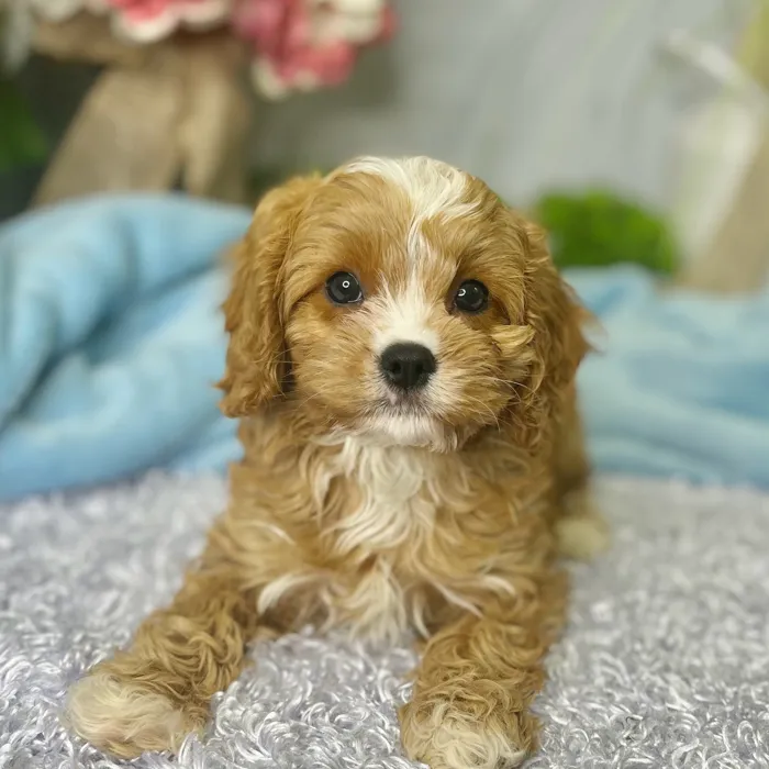 Female Cavapoo puppy for sale at Shake A Paw Green Brook.