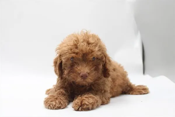 Male Poodle puppy for sale at Shake A Paw Union.