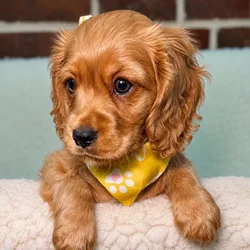 Male Dashalier puppy for sale at Shake A Paw Union.