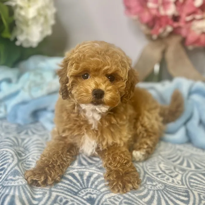 Male Bichon / Poodle puppy for sale at Shake A Paw Green Brook.