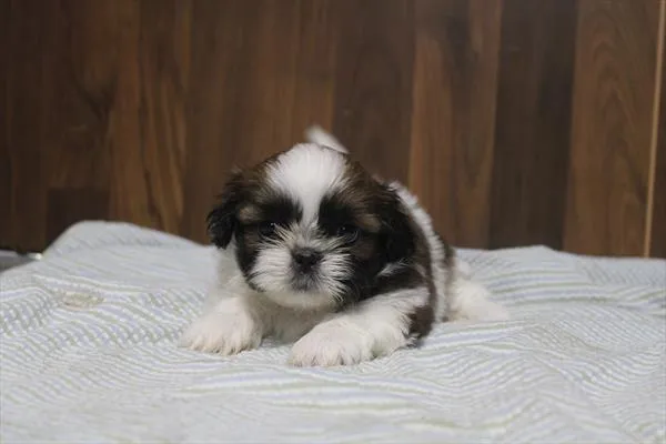 Female Shih Tzu puppy for sale at Shake A Paw Green Brook.