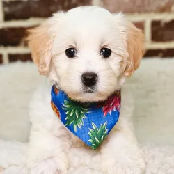 Male Maltipoo puppy for sale at Shake A Paw Union.