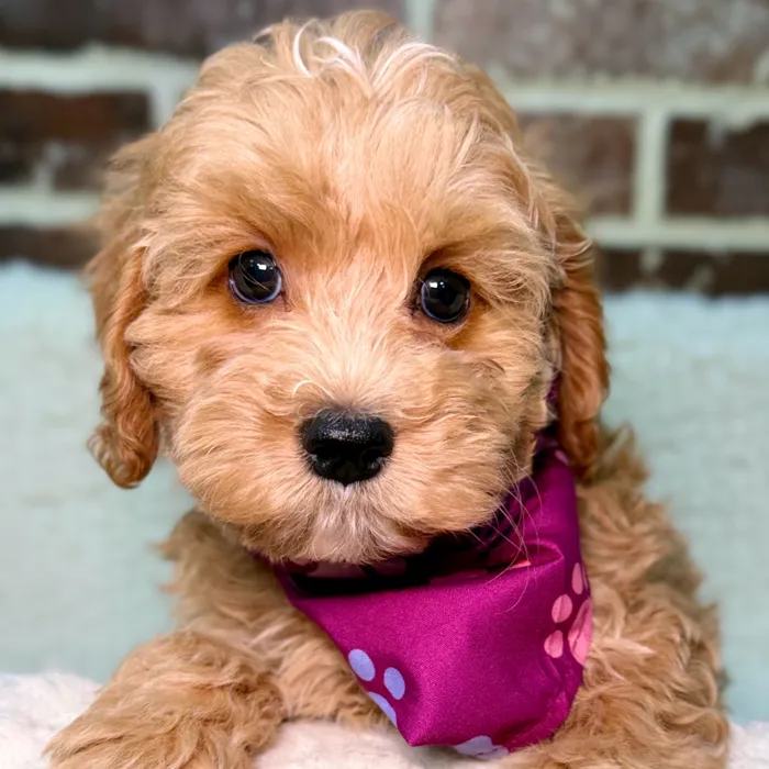 Female Cockapoo 2Nd Gen puppy for sale at Shake A Paw Union.