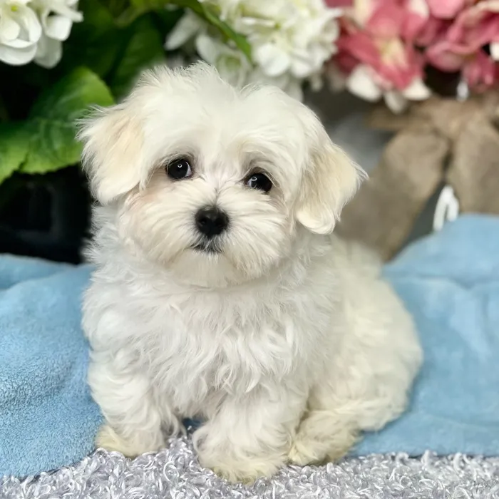 Female Maltese puppy for sale at Shake A Paw Green Brook.