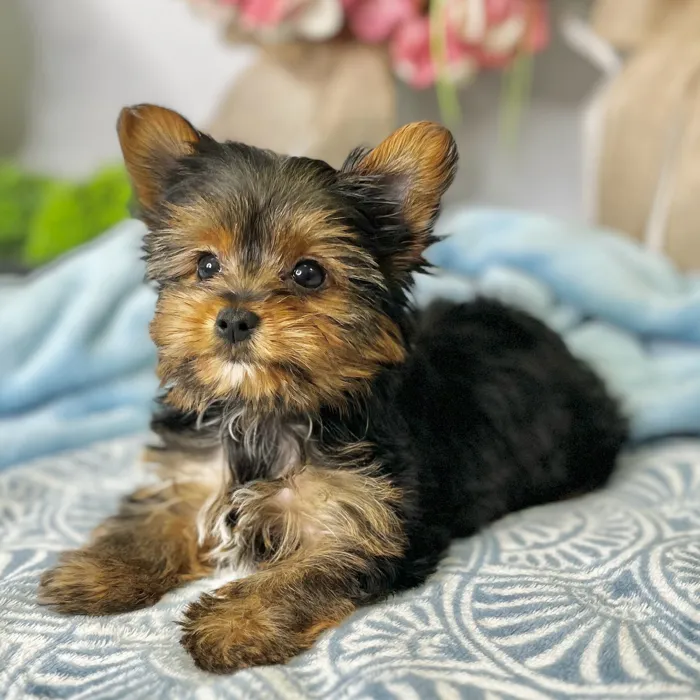 Female Yorkshire Terrier puppy for sale at Shake A Paw Green Brook.