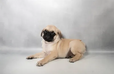 Male Pug puppy for sale at Shake A Paw Green Brook.