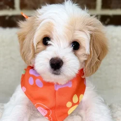 Male Maltipoo puppy for sale at Shake A Paw Union.