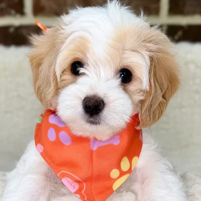 Male Maltipoo puppy for sale at Shake A Paw Union.