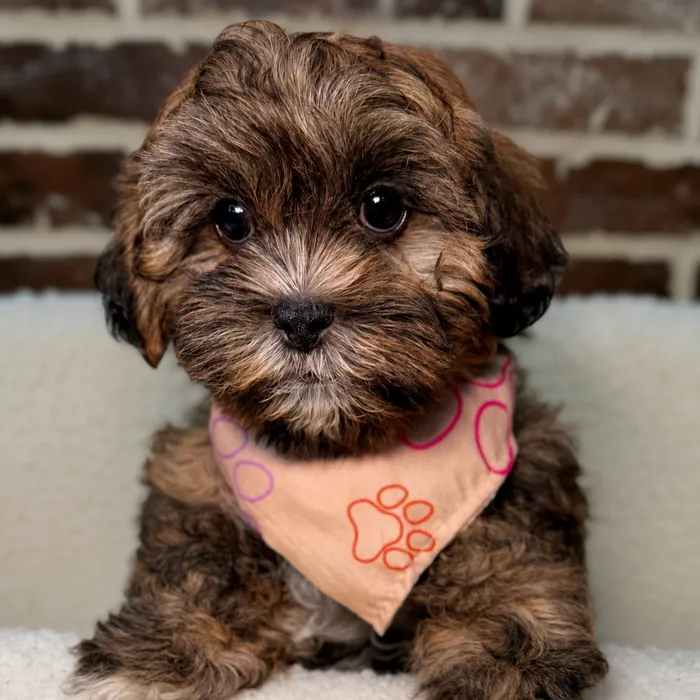 Male Shih Tzu / Poodle puppy for sale at Shake A Paw Union.