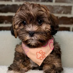 Male Shih Tzu / Poodle puppy for sale at Shake A Paw Union.
