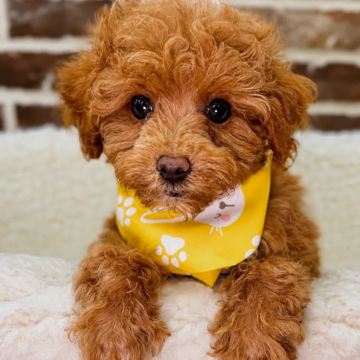 Male Poodle puppy for sale at Shake A Paw Union.