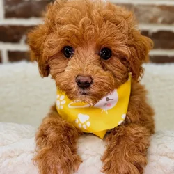 Male Poodle puppy for sale at Shake A Paw Union.