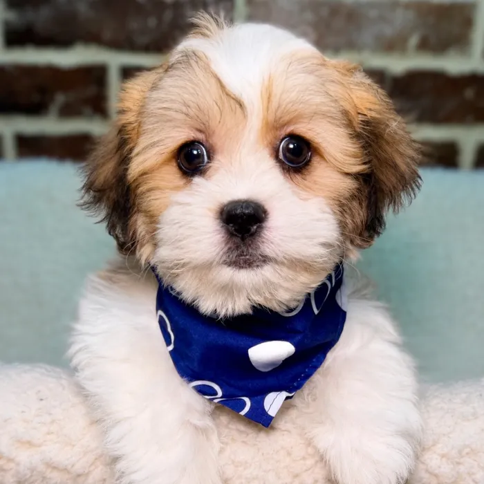Male Shih Tzu / Bichon puppy for sale at Shake A Paw Union.