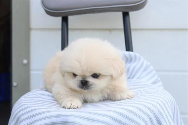 Male Pekingese puppy for sale at Shake A Paw Union.