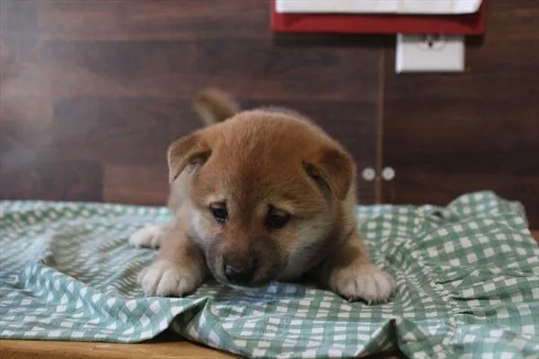 Male Shiba Inu puppy for sale at Shake A Paw Union.