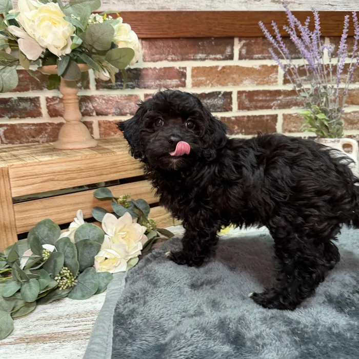 Female Havanese / Poodle puppy for sale at Shake A Paw Union.