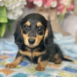 Female Dachshund puppy for sale at Shake A Paw Green Brook.